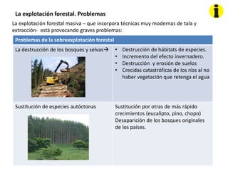 La explotación forestal. Problemas
La explotación forestal masiva – que incorpora técnicas muy modernas de tala y
extracción- está provocando graves problemas:
Problemas de la sobreexplotación forestal
La destrucción de los bosques y selvas • Destrucción de hábitats de especies.
• Incremento del efecto invernadero.
• Destrucción y erosión de suelos
• Crecidas catastróficas de los ríos al no
haber vegetación que retenga el agua
Sustitución de especies autóctonas Sustitución por otras de más rápido
crecimientos (eucalipto, pino, chopo)
Desaparición de los bosques originales
de los países.
 