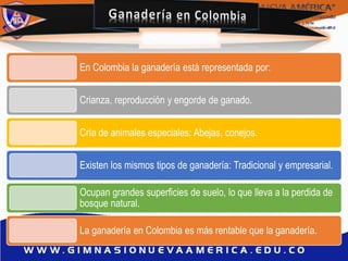 En Colombia la ganadería está representada por:
Crianza, reproducción y engorde de ganado.
Cría de animales especiales: Abejas, conejos.
Existen los mismos tipos de ganadería: Tradicional y empresarial.
Ocupan grandes superficies de suelo, lo que lleva a la perdida de
bosque natural.
La ganadería en Colombia es más rentable que la ganadería.
 
