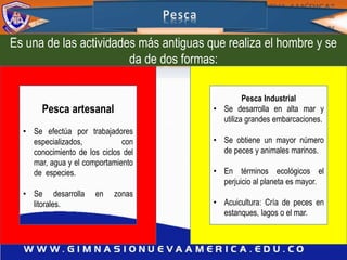 Es una de las actividades más antiguas que realiza el hombre y se
da de dos formas:
Pesca artesanal
• Se efectúa por trabajadores
especializados, con
conocimiento de los ciclos del
mar, agua y el comportamiento
de especies.
• Se desarrolla en zonas
litorales.
Pesca Industrial
• Se desarrolla en alta mar y
utiliza grandes embarcaciones.
• Se obtiene un mayor número
de peces y animales marinos.
• En términos ecológicos el
perjuicio al planeta es mayor.
• Acuicultura: Cría de peces en
estanques, lagos o el mar.
 