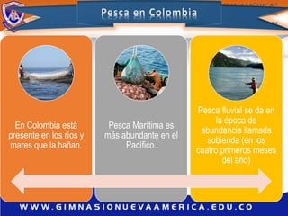 En Colombia está
presente en los ríos y
mares que la bañan.
Pesca Marítima es
más abundante en el
Pacífico.
Pesca fluvial se da en
la época de
abundancia llamada
subienda (en los
cuatro primeros meses
del año)
 