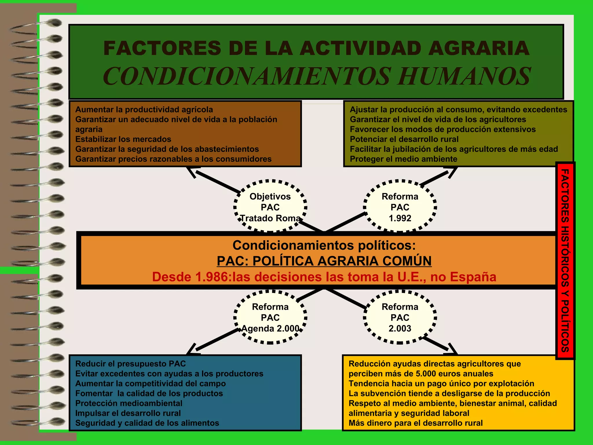 FACTORES DE LA ACTIVIDAD AGRARIA CONDICIONAMIENTOS HUMANOS Aumentar la productividad agrícola Garantizar un adecuado nivel de vida a la población agraria Estabilizar los mercados Garantizar la seguridad de los abastecimientos Garantizar precios razonables a los consumidores Ajustar la producción al consumo, evitando excedentes Garantizar el nivel de vida de los agricultores Favorecer los modos de producción extensivos Potenciar el desarrollo rural Facilitar la jubilación de los agricultores de más edad Proteger el medio ambiente Condicionamientos políticos: PAC: POLÍTICA AGRARIA COMÚN Desde 1.986:las decisiones las toma la U.E., no España Reducir el presupuesto PAC Evitar excedentes con ayudas a los productores Aumentar la competitividad del campo Fomentar  la calidad de los productos Protección medioambiental Impulsar el desarrollo rural Seguridad y calidad de los alimentos Reducción ayudas directas agricultores que  perciben más de 5.000 euros anuales Tendencia hacia un pago único por explotación La subvención tiende a desligarse de la producción Respeto al medio ambiente, bienestar animal, calidad  alimentaria y seguridad laboral Más dinero para el desarrollo rural Objetivos PAC Tratado Roma Reforma PAC 1.992 Reforma PAC Agenda 2.000 Reforma PAC 2.003 FACTORES HISTÓRICOS Y POLÍTICOS 