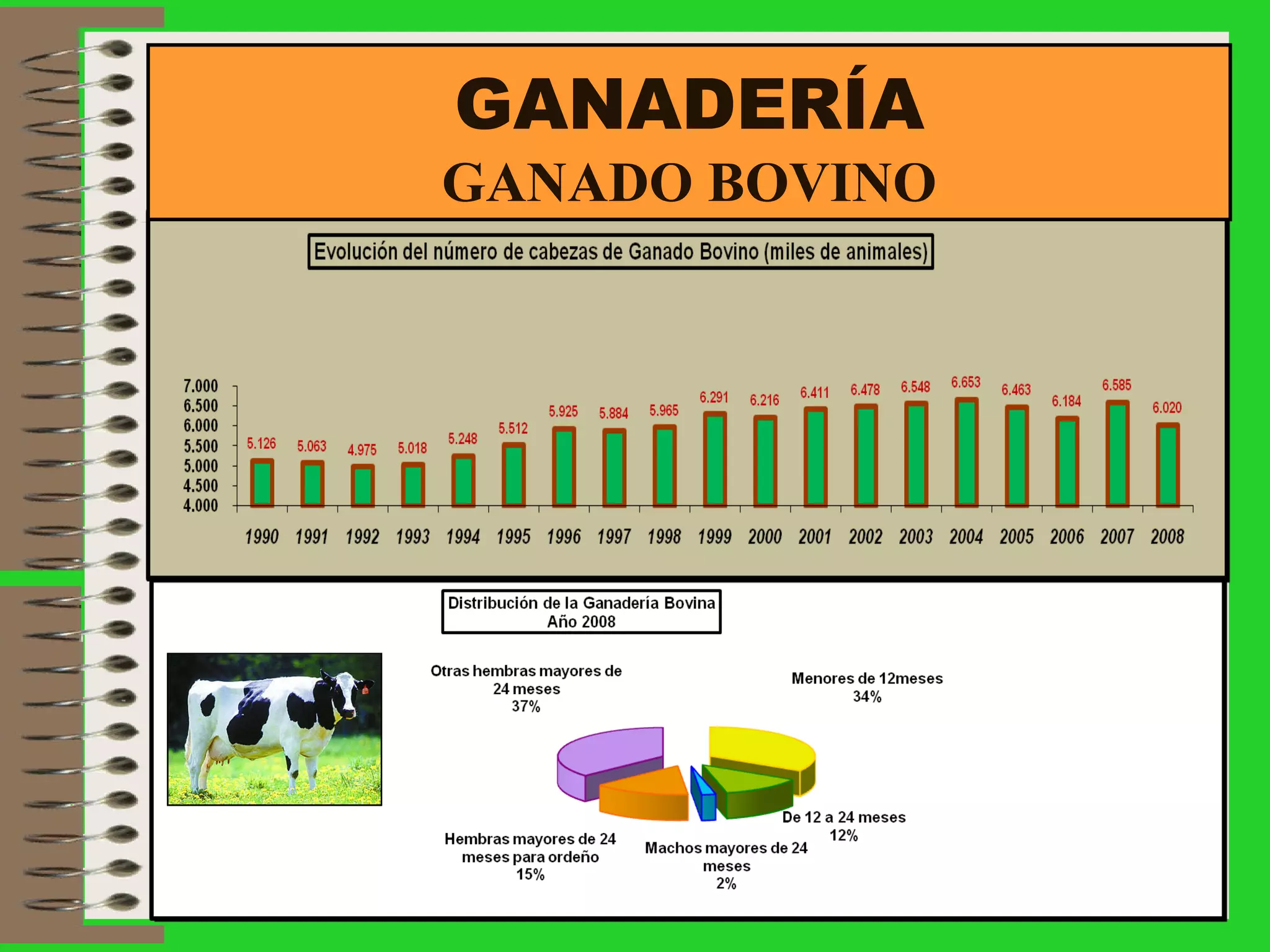 GANADERÍA GANADO BOVINO 