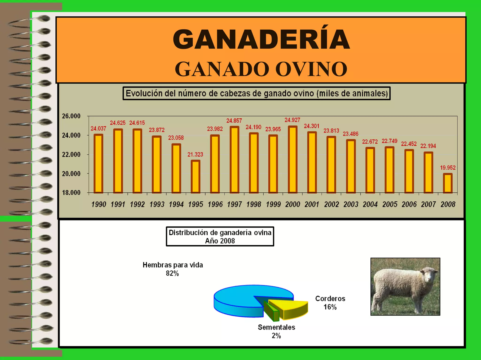 GANADERÍA GANADO OVINO 