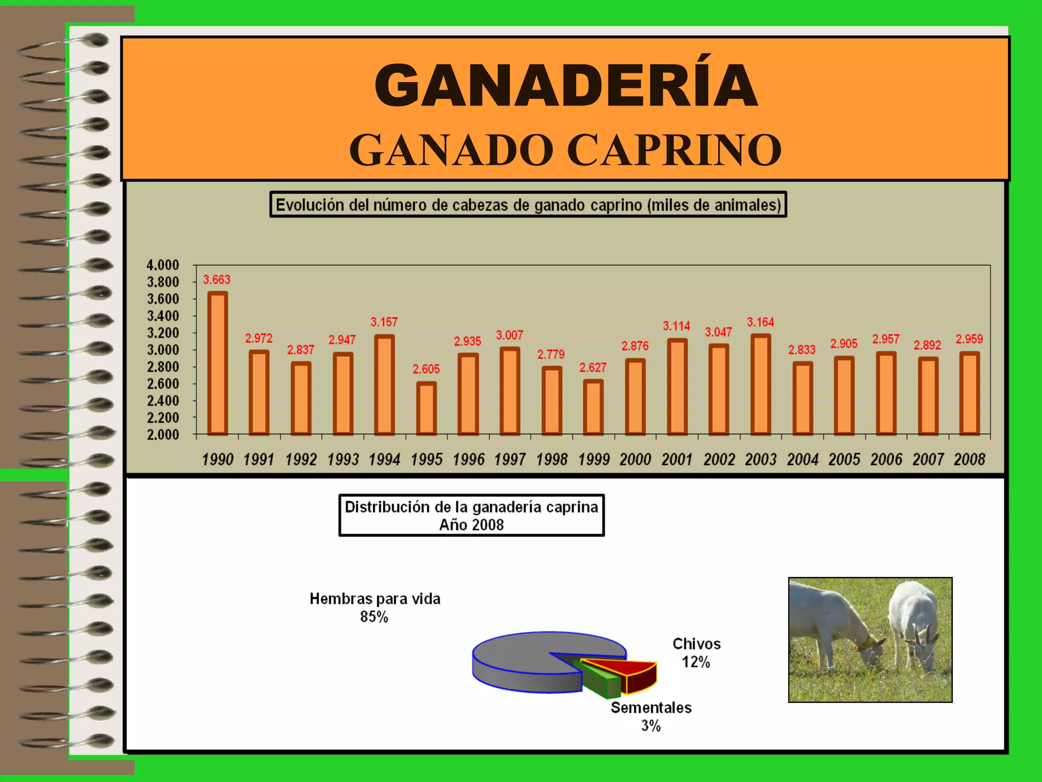 GANADERÍA GANADO CAPRINO 