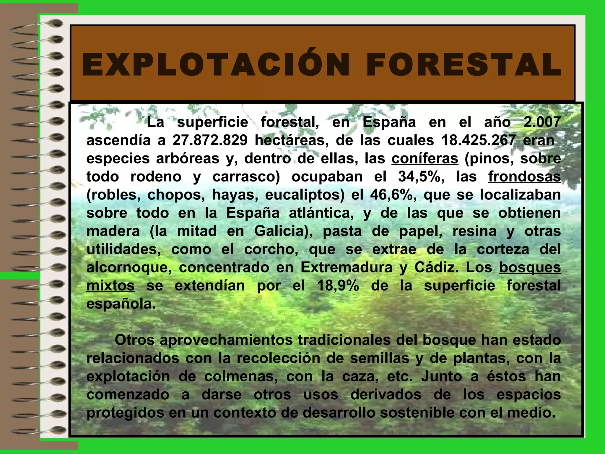 EXPLOTACIÓN FORESTAL La superficie forestal ,  en España en el año 2.007 ascendía a 27.872.829 hectáreas, de las cuales 18.425.267 eran  especies arbóreas y, dentro de ellas, las  coníferas  (pinos, sobre todo rodeno y carrasco) ocupaban el 34,5%, las  frondosas  (robles, chopos, hayas, eucaliptos) el 46,6%, que se localizaban sobre todo en la España atlántica, y de las que se obtienen madera (la mitad en Galicia), pasta de papel, resina y otras utilidades, como el corcho, que se extrae de la corteza del alcornoque, concentrado en Extremadura y Cádiz. Los  bosques mixtos  se extendían por el 18,9% de la superficie forestal española. Otros aprovechamientos tradicionales del bosque han estado relacionados con la recolección de semillas y de plantas, con la explotación de colmenas, con la caza, etc. Junto a éstos han comenzado a darse otros usos derivados de los espacios protegidos en un contexto de desarrollo sostenible con el medio. 