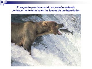 El segundo preciso cuando un salmón nadando contracorriente termina en las fauces de un depredador.