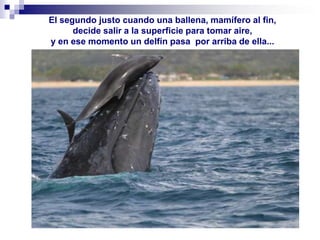 El segundo justo cuando una ballena, mamífero al fin,decide salir a la superficie para tomar aire,y en ese momento un delfín pasa  por arriba de ella...
