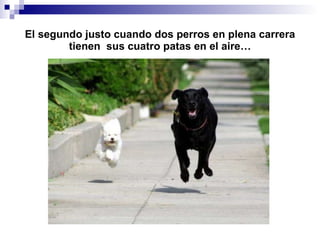 El segundo justo cuando dos perros en plena carrera tienen  sus cuatro patas en el aire… 