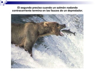 El segundo preciso cuando un salm ón nadando contracorriente termina en las fauces de un depredador. 