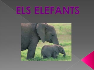 ELS ELEFANTS<br />