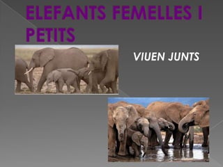 ELEFANTS FEMELLES I PETITS<br />VIUEN JUNTS<br />