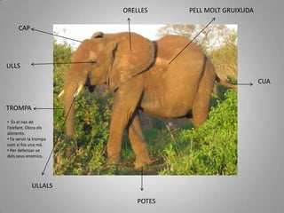 PELL MOLT GRUIXUDAORELLESCAPULLSCUATROMPA  És el nas de l’elefant. Olora els aliments.