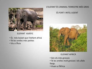  Fa servir la trompa com si fos una mà.