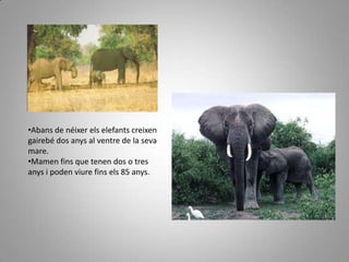  Per defensar-se dels seus enemics.ULLALSPOTES