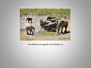 L’ELEFANT ÉS L’ANIMAL TERRESTRE MÉS GROSÉS FORT I INTEL·LIGENTELEFANT  ASIÀTIC És  més baixet que l’elefant africà
