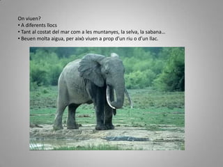  Té les orelles més petites