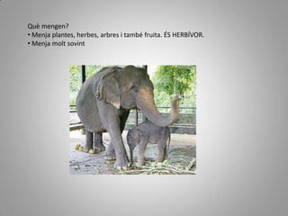  Viu a l’ÀsiaELEFANT AFRICÀ Són els més grossos