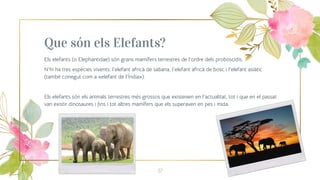 Que són els Elefants?
2
Els elefants (o Elephantidae) són grans mamífers terrestres de l'ordre dels proboscidis.
N'hi ha t...