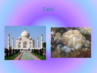 Calci 