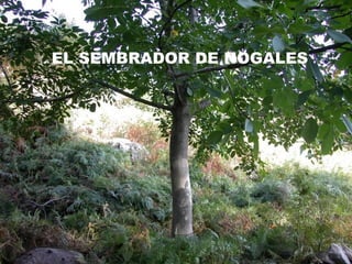 EL SEMBRADOR DE NOGALES

 