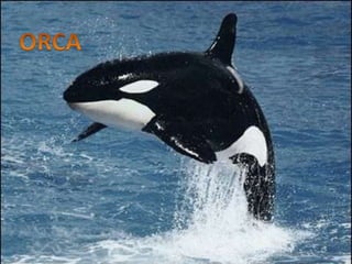 ORCA