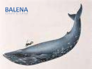 BALENA
