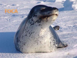 FOCA