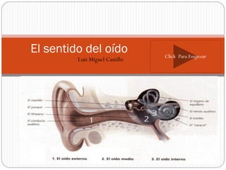 El sentido del oído             Click Para Empezar
         Luis Miguel Castillo
 