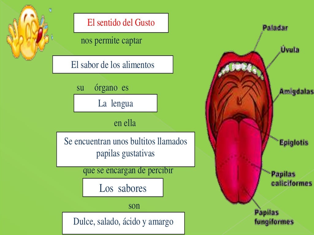 El sentido del gusto