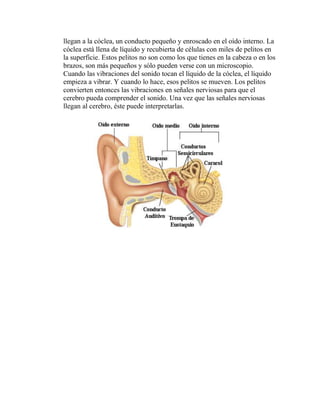 llegan a la cóclea, un conducto pequeño y enroscado en el oído interno. La
cóclea está llena de líquido y recubierta de células con miles de pelitos en
la superficie. Estos pelitos no son como los que tienes en la cabeza o en los
brazos, son más pequeños y sólo pueden verse con un microscopio.
Cuando las vibraciones del sonido tocan el líquido de la cóclea, el líquido
empieza a vibrar. Y cuando lo hace, esos pelitos se mueven. Los pelitos
convierten entonces las vibraciones en señales nerviosas para que el
cerebro pueda comprender el sonido. Una vez que las señales nerviosas
llegan al cerebro, éste puede interpretarlas.
 