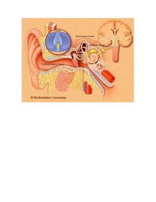 El sentido del oído