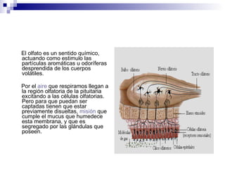 El olfato es un sentido químico, actuando como estimulo las partículas aromáticas u odoríferas desprendida de los cuerpos volátiles.  Por el  aire  que respiramos llegan a la región olfatoria de la pituitaria excitando a las células olfatorias. Pero para que puedan ser captadas tienen que estar previamente disueltas,  misión  que cumple el mucus que humedece esta membrana, y que es segregado por las glándulas que poseen.  