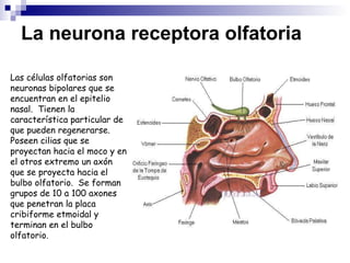 La neurona receptora olfatoria Las células olfatorias son neuronas bipolares que se encuentran en el epitelio nasal.  Tienen la característica particular de que pueden regenerarse.  Poseen cilias que se proyectan hacia el moco y en el otros extremo un axón que se proyecta hacia el bulbo olfatorio.  Se forman grupos de 10 a 100 axones que penetran la placa cribiforme etmoidal y terminan en el bulbo olfatorio.    