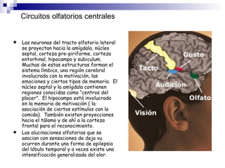 Circuitos olfatorios centrales Las neuronas del tracto olfatorio lateral se proyectan hacia la amígdala, núcleo septal, corteza pre-piriforme, corteza entorhinal, hipocampo y subiculum.  Muchas de estas estructuras forman el sistema límbico, una región cerebral involucrada con la motivación, las emociones y ciertos tipos de memoria.  El núcleo septal y la amígdala contienen regiones conocidas como “centros del placer”.  El hipocampo está involucrado en la memoria de motivación ( la asociación de ciertos estímulos con la comida).  También existen proyecciones hacia el tálamo y de ahí a la corteza frontal para el reconocimiento.    Las alucinaciones olfatorias que se asocian con sensaciones de deja vu ocurren durante una forma de epilepsia del lóbulo temporal y a veces existe una intensificación generalizada del olor.    