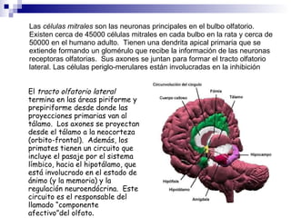 Las  células mitrales  son las neuronas principales en el bulbo olfatorio. Existen cerca de 45000 células mitrales en cada bulbo en la rata y cerca de 50000 en el humano adulto.  Tienen una dendrita apical primaria que se extiende formando un glomérulo que recibe la información de las neuronas receptoras olfatorias.  Sus axones se juntan para formar el tracto olfatorio lateral. Las células periglo-merulares están involucradas en la inhibición      El  tracto olfatorio lateral  termina en las áreas piriforme y prepiriforme desde donde las proyecciones primarias van al tálamo.  Los axones se proyectan desde el tálamo a la neocorteza (orbito-frontal).  Además, los primates tienen un circuito que incluye el pasaje por el sistema límbico, hacia el hipotálamo, que está involucrado en el estado de ánimo (y la memoria) y la regulación neuroendócrina.  Este circuito es el responsable del llamado “componente afectivo”del olfato .    