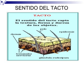 SENTIDO DEL TACTO 