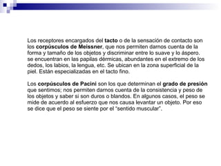 Los receptores encargados del  tacto  o de la sensación de contacto son los  corpúsculos de Meissner , que nos permiten darnos cuenta de la forma y tamaño de los objetos y discriminar entre lo suave y lo áspero. se encuentran en las papilas dérmicas, abundantes en el extremo de los dedos, los labios, la lengua, etc. Se ubican en la zona superficial de la piel. Están especializadas en el tacto fino.   Los  corpúsculos de Pacini  son los que determinan el  grado de presión  que sentimos; nos permiten darnos cuenta de la consistencia y peso de los objetos y saber si son duros o blandos. En algunos casos, el peso se mide de acuerdo al esfuerzo que nos causa levantar un objeto. Por eso se dice que el peso se siente por el “sentido muscular”.   