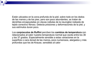 E stán ubicados en la zona profunda de la piel, sobre todo en los dedos de las manos y de los pies, pero son poco abundantes, se tratan de dendritas encapsuladas en clavas (células de la neuroglia) rodeada de tejido conectivo fibroso. Detecta presiones y deformaciones de la piel, y sus estímulos duran poco. Los  corpúsculos de Ruffini  perciben los  cambios de temperatura  con relacionados al calor nuestra temperatura normal que oscila entre los 36 y los 37 grados. Especialmente sensible a estas variaciones en la superficie o cara dorsal de las manos ,   poco numerosos, alargados y más profundos que los de Krause, sensibles al calor   