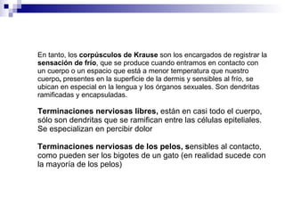 En tanto, los  corpúsculos de Krause  son los encargados de registrar la  sensación de frío , que se produce cuando entramos en contacto con un cuerpo o un espacio que está a menor temperatura que nuestro cuerpo ,   presentes en la superficie de la dermis y sensibles al frío, se ubican en especial en la lengua y los órganos sexuales. Son dendritas ramificadas y encapsuladas.   Terminaciones nerviosas libres,  están en casi todo el cuerpo, sólo son dendritas que se ramifican entre las células epiteliales. Se especializan en percibir dolor  Terminaciones nerviosas de los pelos, s ensibles al contacto, como pueden ser los bigotes de un gato (en realidad sucede con la mayoría de los pelos)  