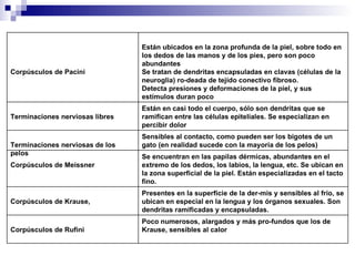 Poco numerosos, alargados y más pro­fundos que los de Krause, sensibles al calor  Corpúsculos de Rufini  Presentes en la superficie de la der­mis y sensibles al frío, se ubican en especial en la lengua y los órganos sexuales. Son dendritas ramificadas y encapsuladas.  Corpúsculos de Krause,  Se encuentran en las papilas dérmicas, abundantes en el extremo de los dedos, los labios, la lengua, etc. Se ubican en la zona superficial de la piel. Están especializadas en el tacto fino.  Corpúsculos de Meissner  Sensibles al contacto, como pueden ser los bigotes de un gato (en realidad sucede con la mayoría de los pelos)  Terminaciones nerviosas de los pelos  Están en casi todo el cuerpo, sólo son dendritas que se ramifican entre las células epiteliales. Se especializan en percibir dolor  Terminaciones nerviosas libres  Están ubicados en la zona profunda de la piel, sobre todo en los dedos de las manos y de los pies, pero son poco abundantes  Se tratan de dendritas encapsuladas en clavas (células de la neuroglia) ro­deada de tejido conectivo fibroso.  Detecta presiones y deformaciones de la piel, y sus estímulos duran poco  Corpúsculos de Pacini  