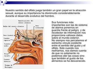 Nuestro sentido del olfato juega también un gran papel en la atracción sexual, aunque su importancia ha disminuido considerablemente durante el desarrollo evolutivo del hombre.  Sus funciones más importantes son las de sistema de alarma ponernos en guardia frente al peligro  y de recolector de información nos proporciona valiosos datos sobre el mundo exterior. No siempre nos percatamos el estrecho vinculo existente entre el sentido del gusto y el olfato. Solo cuando nos resfriamos, nos damos cuenta de que no solamente no podemos oler las cosas sino que también el gusto de los alimentos se ha desvanecido. 