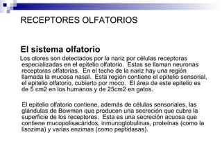 RECEPTORES OLFATORIOS El sistema olfatorio Los olores son detectados por la nariz por células receptoras especializadas en el epitelio olfatorio.  Estas se llaman neuronas receptoras olfatorias.  En el techo de la nariz hay una región llamada la mucosa nasal.  Esta región contiene el epitelio sensorial, el epitelio olfatorio, cubierto por moco.  El área de este epitelio es de 5 cm2 en los humanos y de 25cm2 en gatos.  El epitelio olfatorio contiene, además de células sensoriales, las glándulas de Bowman que producen una secreción que cubre la superficie de los receptores.  Esta es una secreción acuosa que contiene mucopolisacáridos, inmunoglobulinas, proteínas (como la lisozima) y varias enzimas (como peptidasas).  