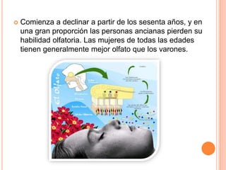  Comienza a declinar a partir de los sesenta años, y en
una gran proporción las personas ancianas pierden su
habilidad olfatoria. Las mujeres de todas las edades
tienen generalmente mejor olfato que los varones.
 