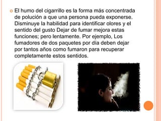  El humo del cigarrillo es la forma más concentrada
de polución a que una persona pueda exponerse.
Disminuye la habilidad para identificar olores y el
sentido del gusto Dejar de fumar mejora estas
funciones; pero lentamente. Por ejemplo, Los
fumadores de dos paquetes por día deben dejar
por tantos años como fumaron para recuperar
completamente estos sentidos.
 