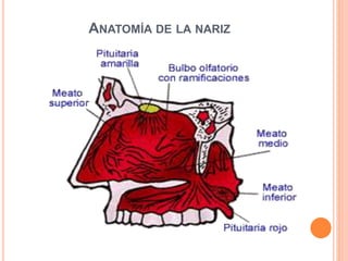 ANATOMÍA DE LA NARIZ
 
