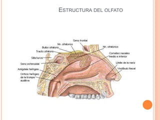 ESTRUCTURA DEL OLFATO
 