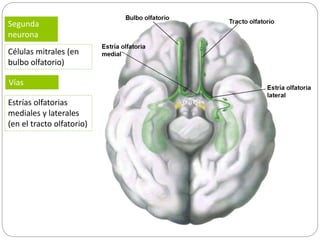 El sentido del olfato_aromas del prado.pptx