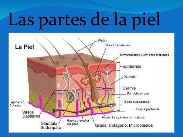 El sentido del tacto