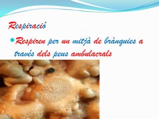 Respiració
Respiren per un mitjà de brànquies a
través dels peus ambulacrals

 