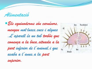 Alimentació
Els equinoderms són carnívors,
mengen mol·luscs,cucs i algues

.L’aparell és un tub torbós que
comença a la boca,situada a la
part inferior de l’animal,i que
acaba a l’anus,a la part
superior.

 